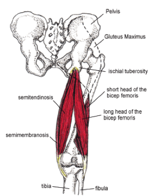 Hamstring tendons